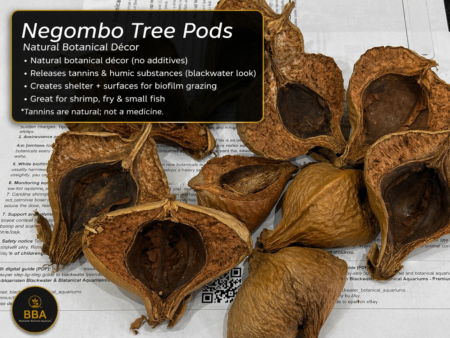 Negombo Tree Pods – Natural Botanical Pods thumbnail 2