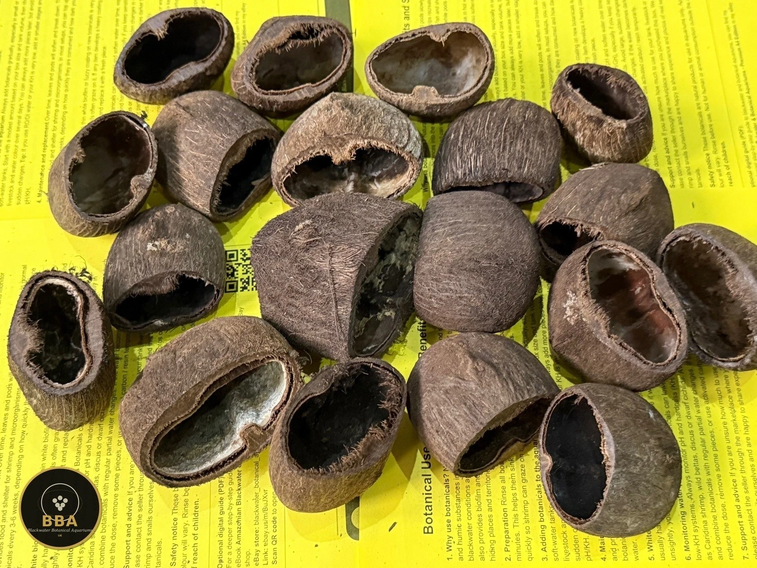Palmyrah Pod Half (Arecaceae sp.) – Natural Botanical Cave thumbnail 2
