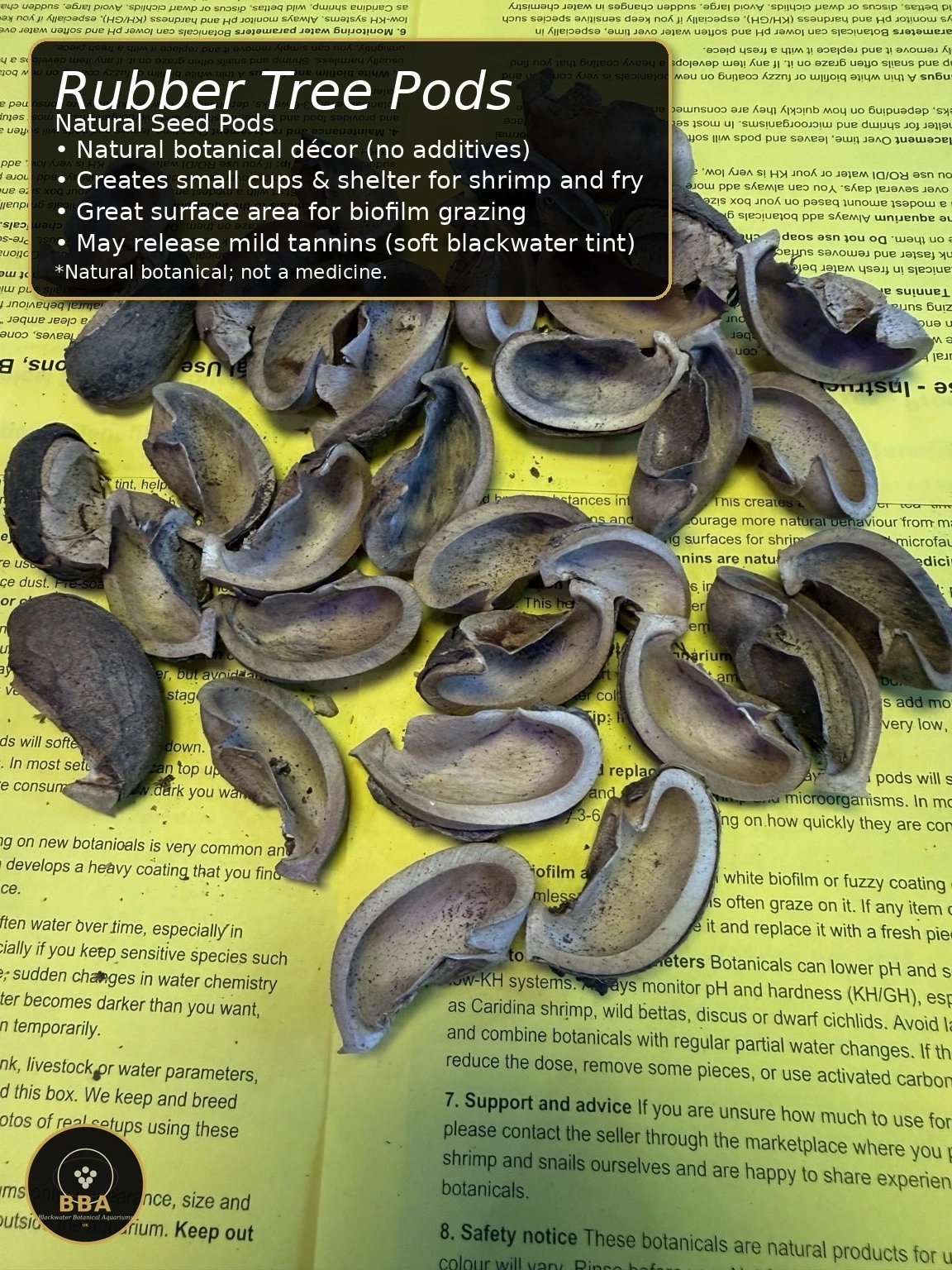 Rubber Tree Pods (Hevea brasiliensis) – Natural Seed Pods thumbnail 2
