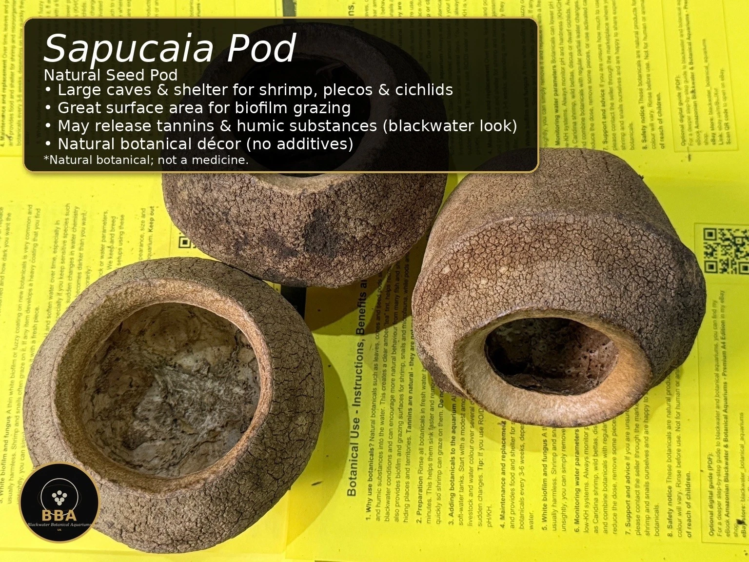Sapucaia Pod / Monkey Pot (Lecythis pisonis) – Natural Seed Pod thumbnail 2