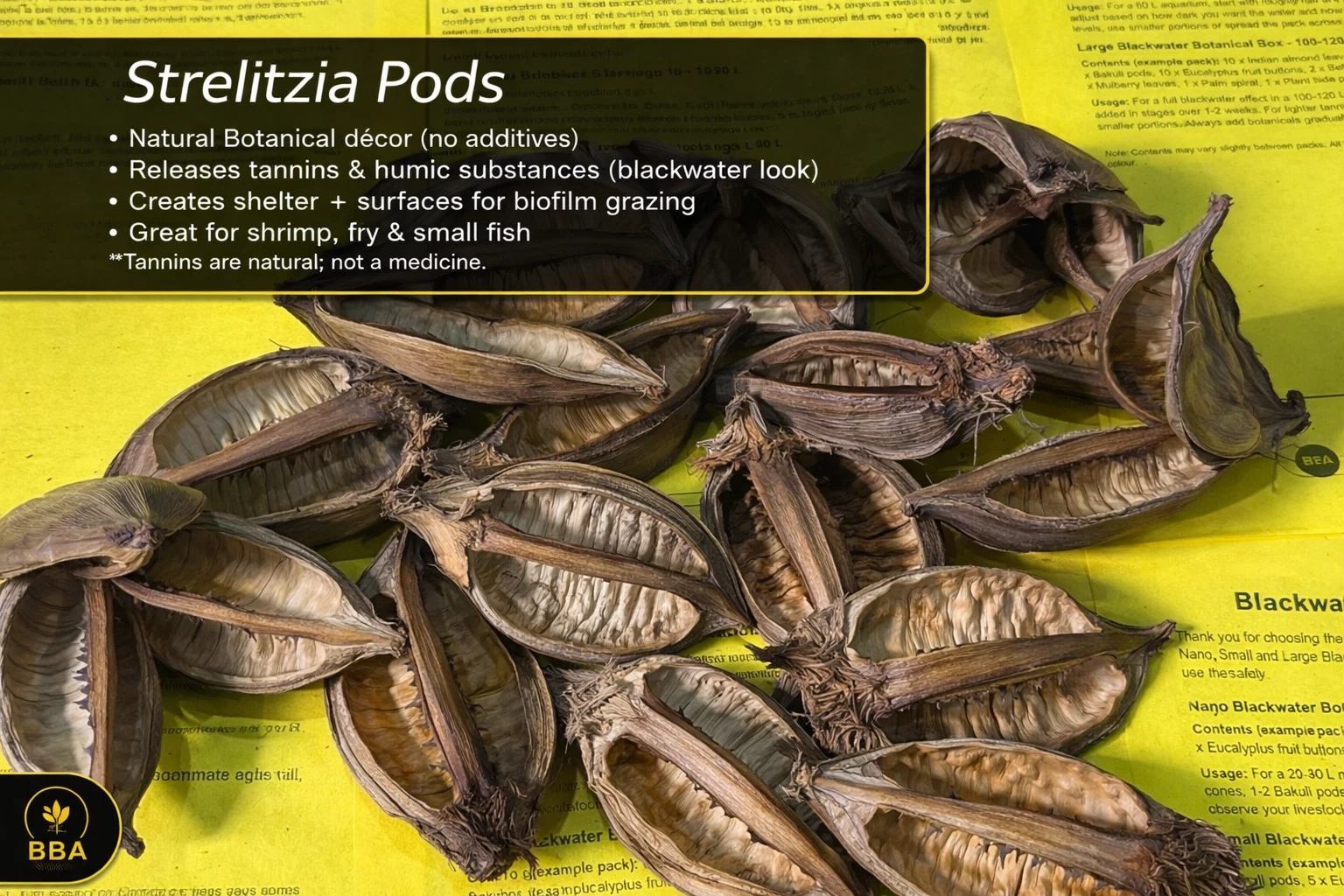 Strelitzia Pods – Natural Botanical Pods thumbnail 2