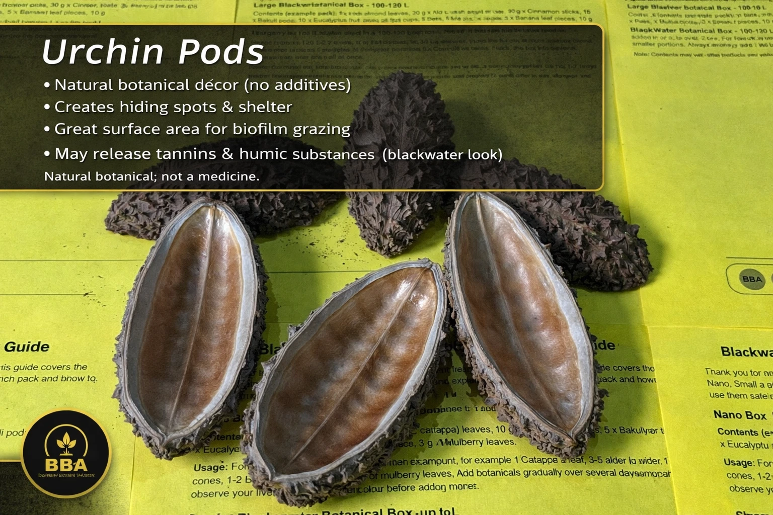 Urchin Pods – Natural Botanical Pods thumbnail 2
