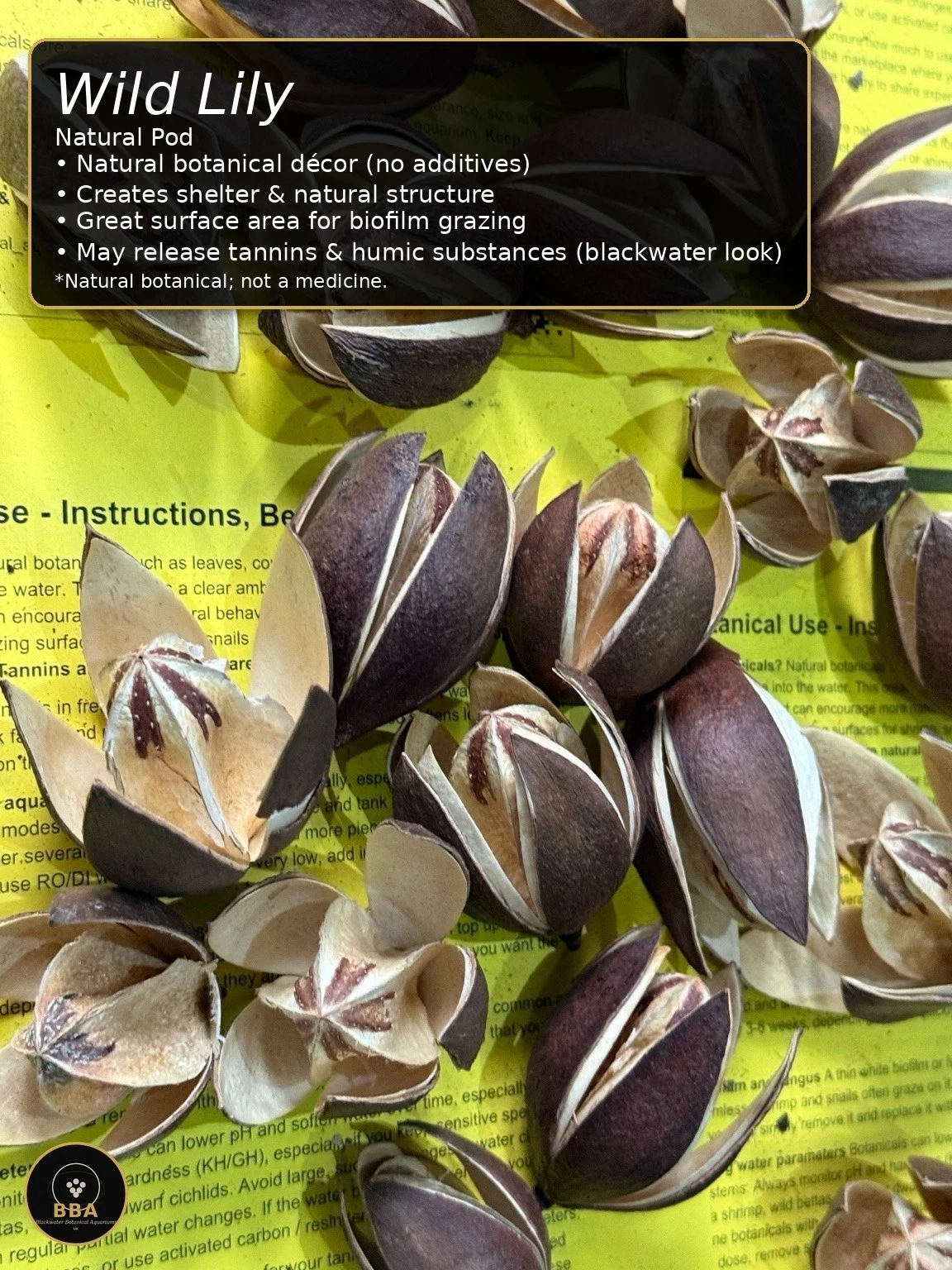 Wild Lily Flower (Soymida febrifuga) – Natural Botanical Pod thumbnail 2