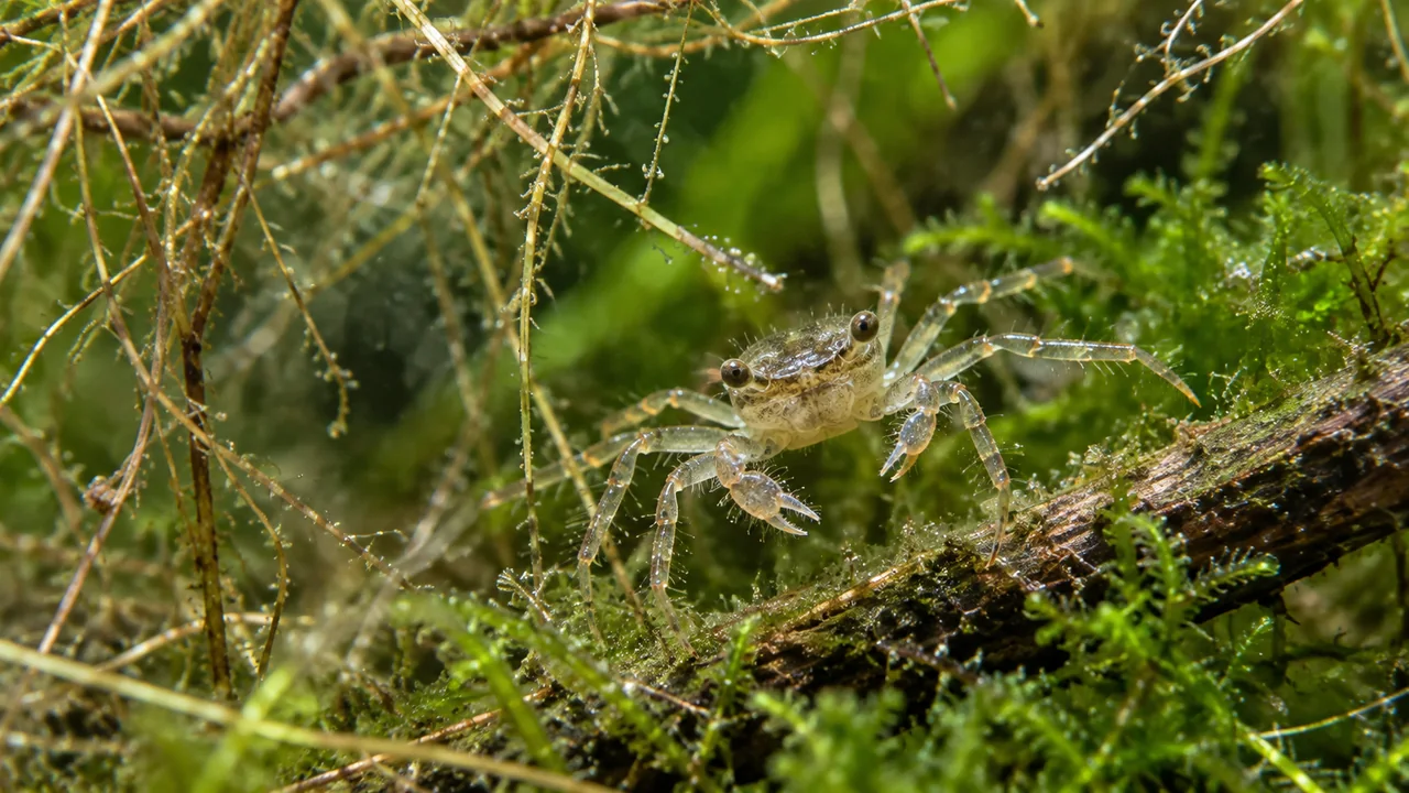 Fine bristles and small claws of Limnopilos naiyanetri collecting particles among submerged root filaments.