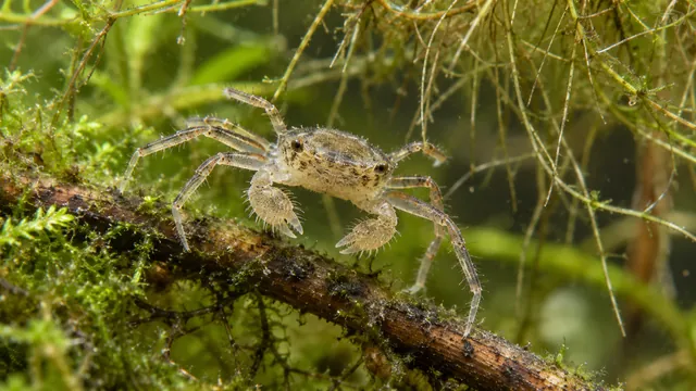 A tiny translucent Thai micro crab with fine bristles and slender legs among submerged roots and moss.
