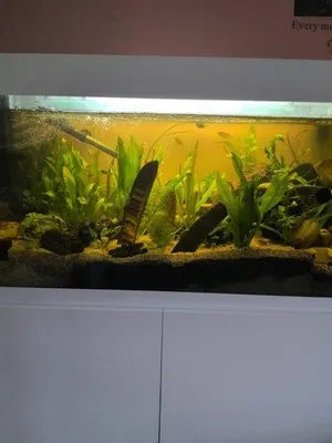 Aquarium shared by a BBA customer.