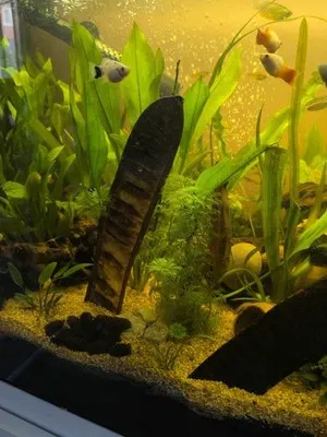 Aquarium shared by a BBA customer.
