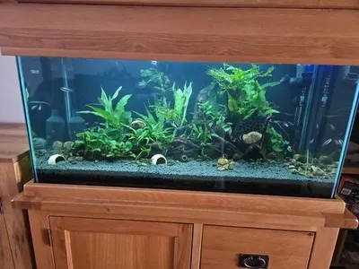 Aquarium shared by a BBA customer.