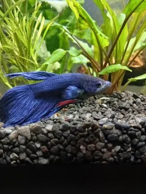 Aquarium shared by a BBA customer.