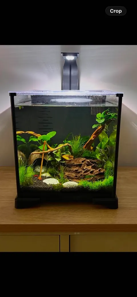Aquarium shared by a BBA customer.