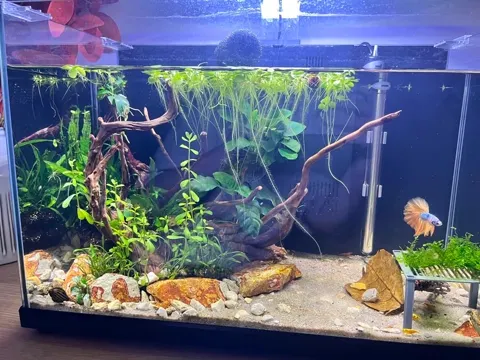 Aquarium shared by a BBA customer.