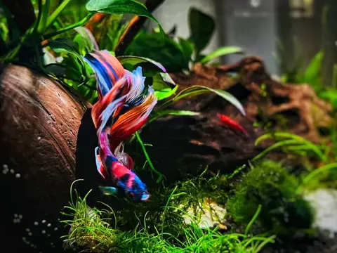 Aquarium shared by a BBA customer.