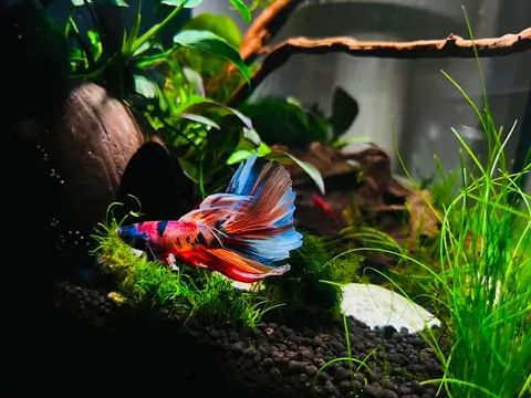 Aquarium shared by a BBA customer.