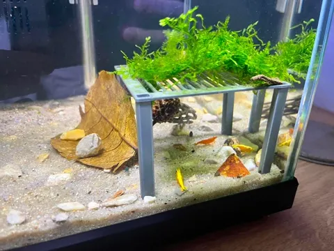 Aquarium shared by a BBA customer.
