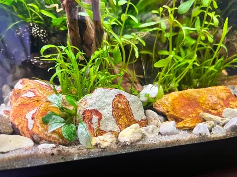 Aquarium shared by a BBA customer.