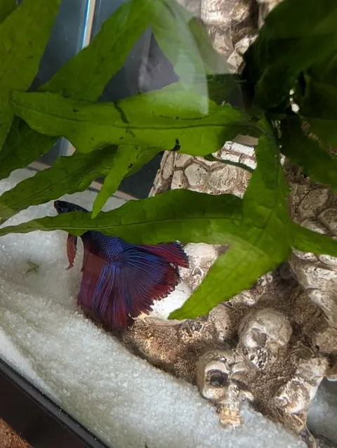 Aquarium shared by a BBA customer.