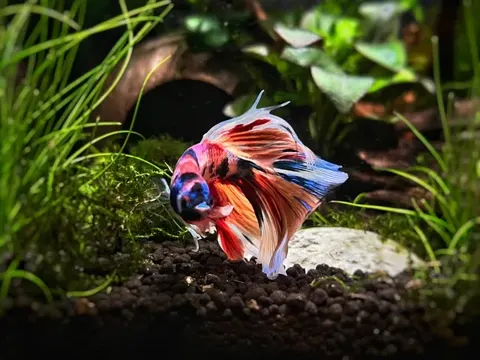 Aquarium shared by a BBA customer.