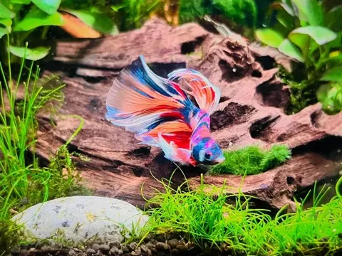 Aquarium shared by a BBA customer.
