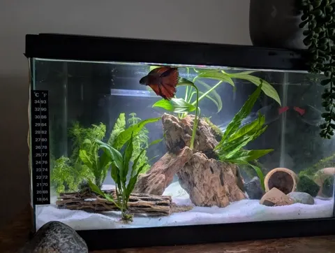 Aquarium shared by a BBA customer.