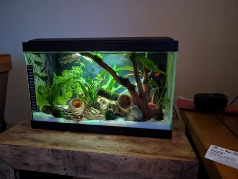 Aquarium shared by a BBA customer.