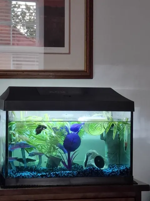 Aquarium shared by a BBA customer.