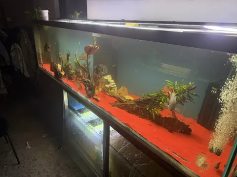 Aquarium shared by a BBA customer.