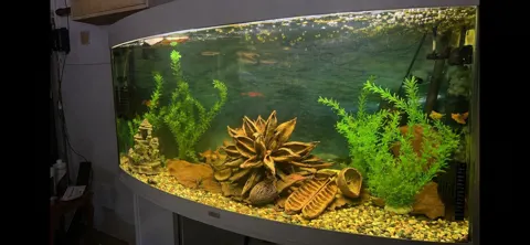 Aquarium shared by a BBA customer.