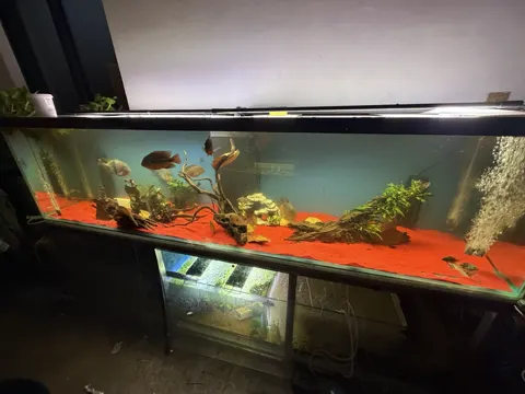 Aquarium shared by a BBA customer.