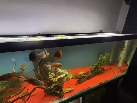 Aquarium shared by a BBA customer.