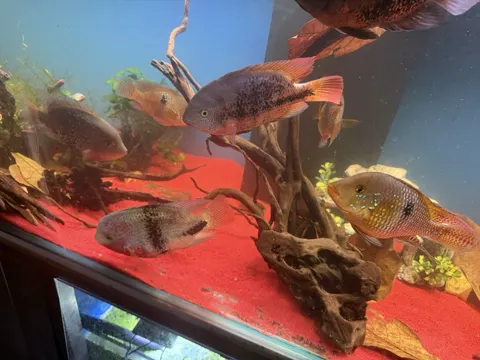 Aquarium shared by a BBA customer.