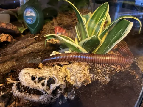 Aquarium shared by a BBA customer.