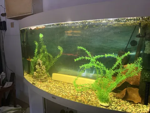 Aquarium shared by a BBA customer.