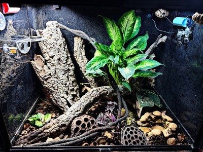 Customer aquarium with cholla wood, plants and botanical hardscape.
