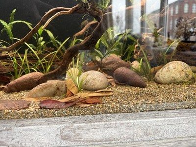 Customer aquarium with leaf litter, plants, stones and wood.