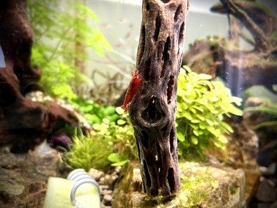 Close customer aquarium view with wood, moss and botanicals.