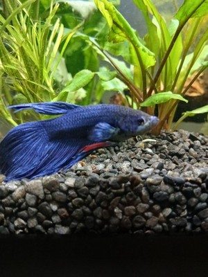 Betta in a planted aquarium with natural hardscape.