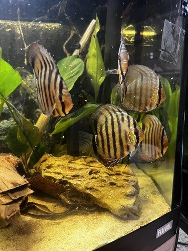 Fish aquarium with botanicals, wood and blackwater-style cover.