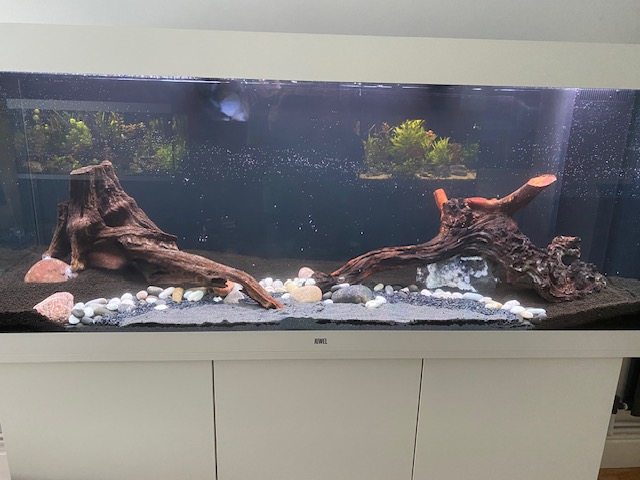 Large aquarium with wood pieces and botanical-style hardscape.