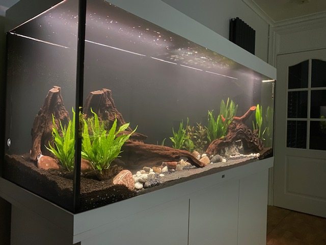Long aquarium with plants, wood and natural botanical hardscape.