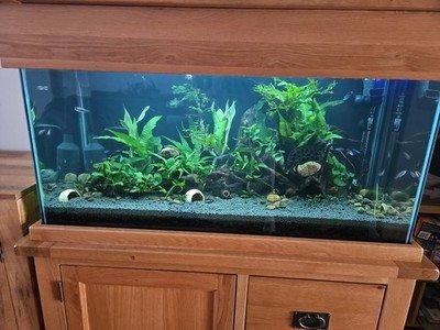 Customer planted aquarium with wood, plants and botanical layout.