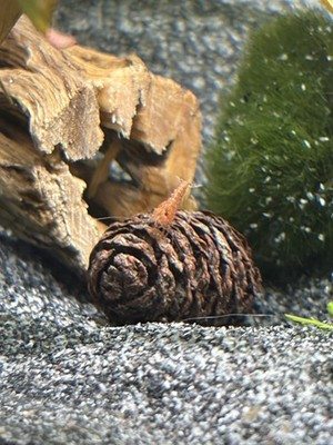 Snail grazing near botanicals in a freshwater aquarium.