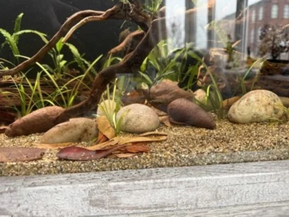 Customer aquarium photo for Savu Pod feedback.
