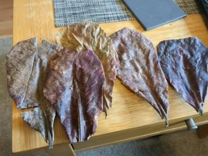 Customer photo for X5 Catappa Leaves feedback.