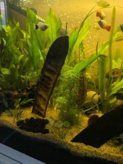 Customer aquarium photo for 10 X Catappa Leaves feedback.