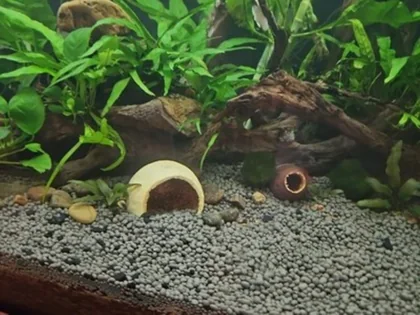 Customer aquarium photo for Savu Pod feedback.