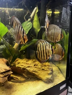 Customer aquarium photo for Wild Red Cuipeua Discus Fish feedback.