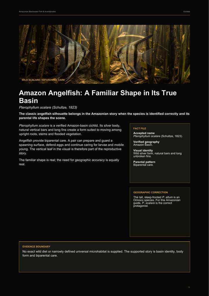 Preview page about Amazonian angelfish habitat and behaviour.