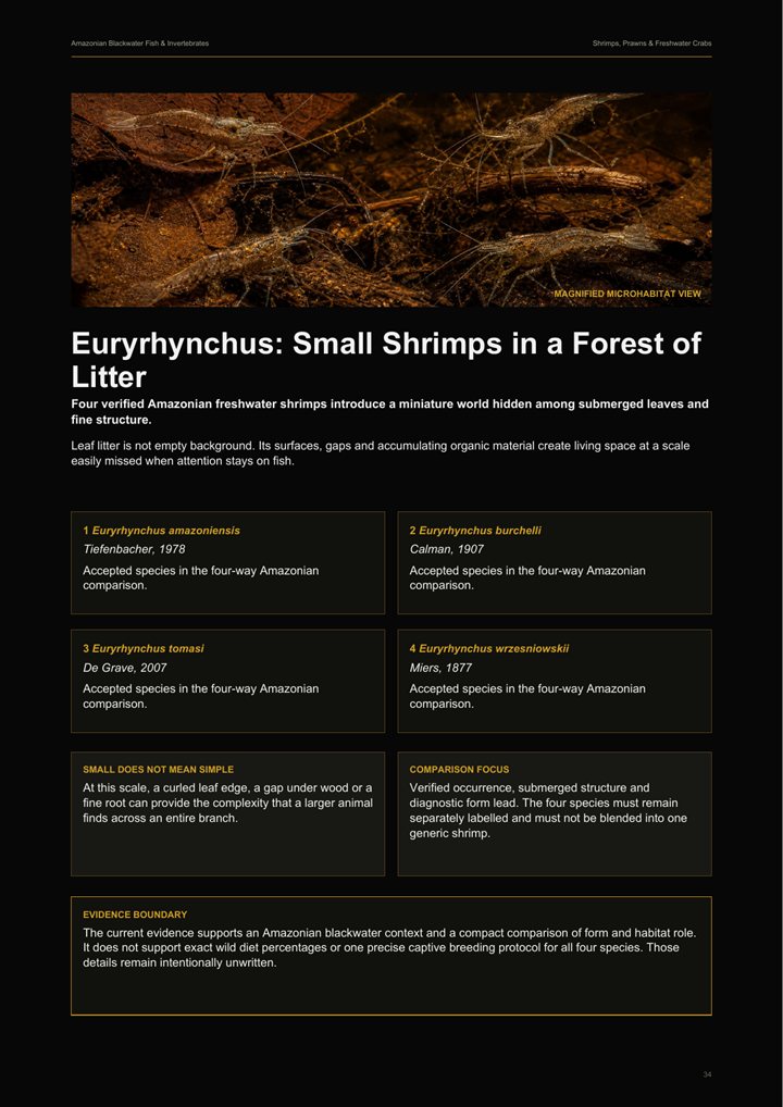 Preview page about Amazonian freshwater shrimps.