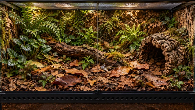 Broad tropical vivarium floor with varied brown leaves, low cork refuge and grouped small plants, without a pond.