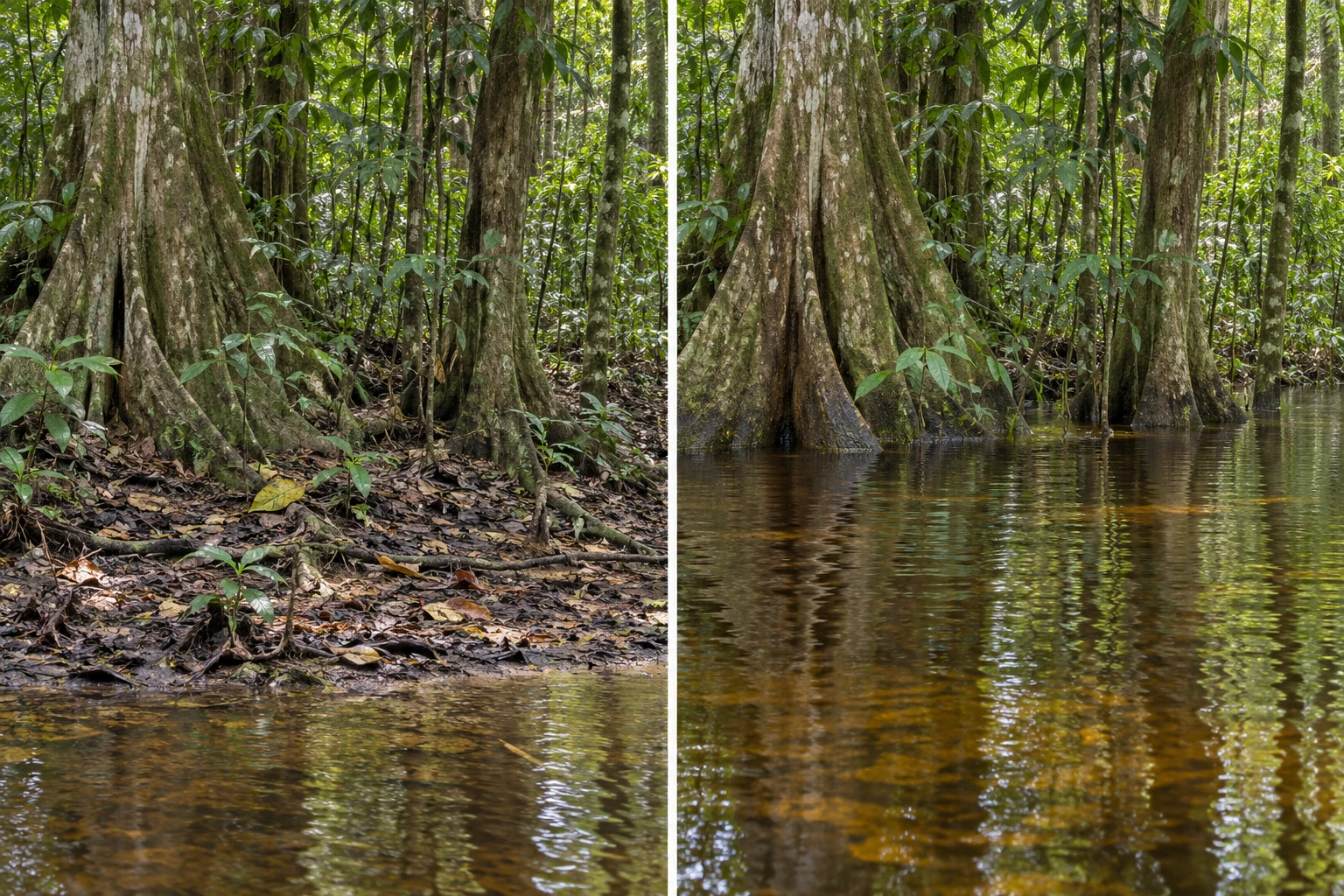 Two views of a tropical forest floor: exposed roots and leaves beside a seasonally flooded forest.
